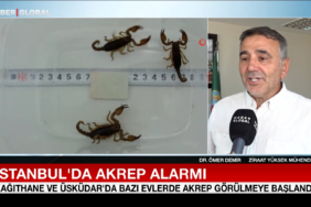 istanbulda-akrep-alarmi-bxmv.jpg