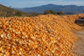 portakalkabugujpg-gcM__k_Xd0qXBIVPHv_VOw.jpg