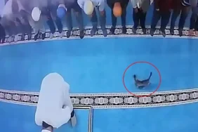 Camide kediye tekme atan kişi gözaltına alındı