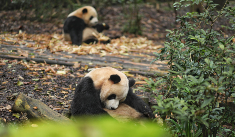 Çin’den ABD’ye ‘dostluk mesajı’: İki panda yola çıktı