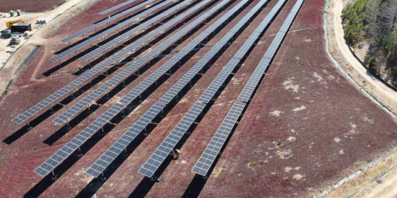 Binlercesini güneş panellerinin altından hasat ettiler: Tadı aniden değişti