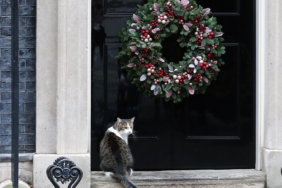 downing-street-kedisi-larry-ameliyat-sonrasi-gorevine-dondu-qlce.jpg