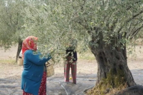 dunyanin-en-cok-zeytin-ureten-ulkesinde-hasat-yasaklandi-resmi-gazetede-yayimlandijpg-rnvYf3ftNESJ8b.jpeg