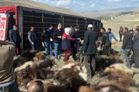 130 küçükbaş hayvan telef oldu