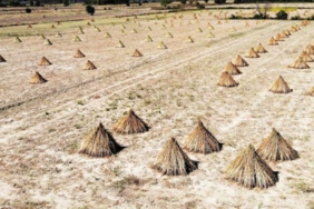 tarlada-deli-memet-hasadi-basladi-80-kisinin-yaptigi-isi-tek-basina-1-gunde-yaptijpg-zGBk5BPpZ0SOMZ7.jpeg