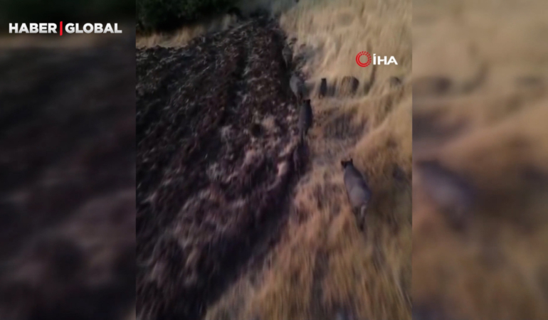 Tunceli'de endişelendiren görüntü! Bu kez sürü halinde görüldüler