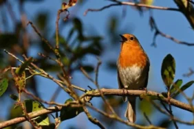 uk-wild-bird-populations-fall-to-record-low-warn-conservation-groups-093901-20261014.webp.webp